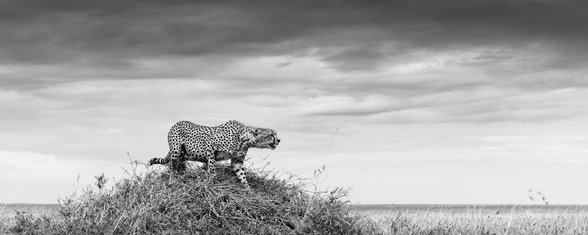 Tension In The Grasslands - John Siggesson - Photo Workshop Adventures