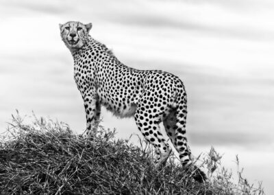 Still, Swift, Serene