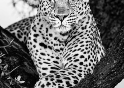 One Eye To See It All