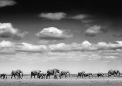 Silent Steps On Arid Sands