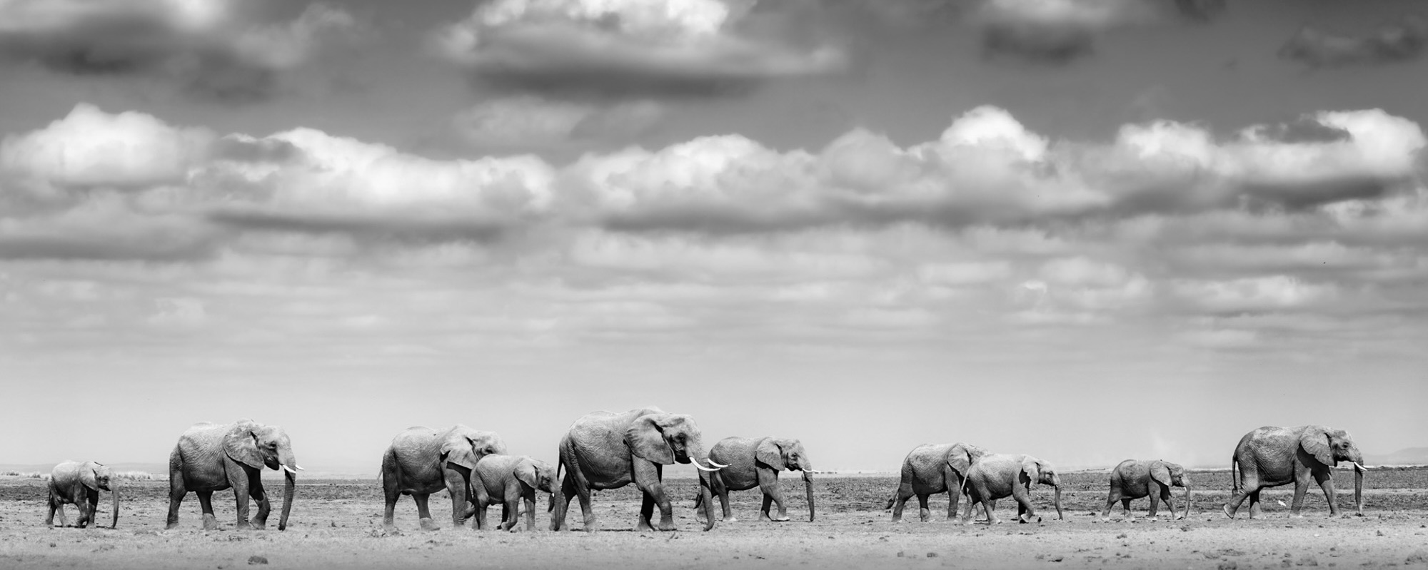 Silent Steps On Arid Sands - Johan Siggesson - Photo Workshop Adventures
