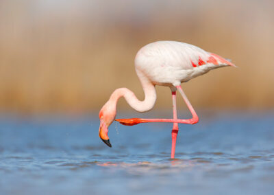 Flamingo Cleaning Plumage. Wildlife Animal Scene From Nature. Fl