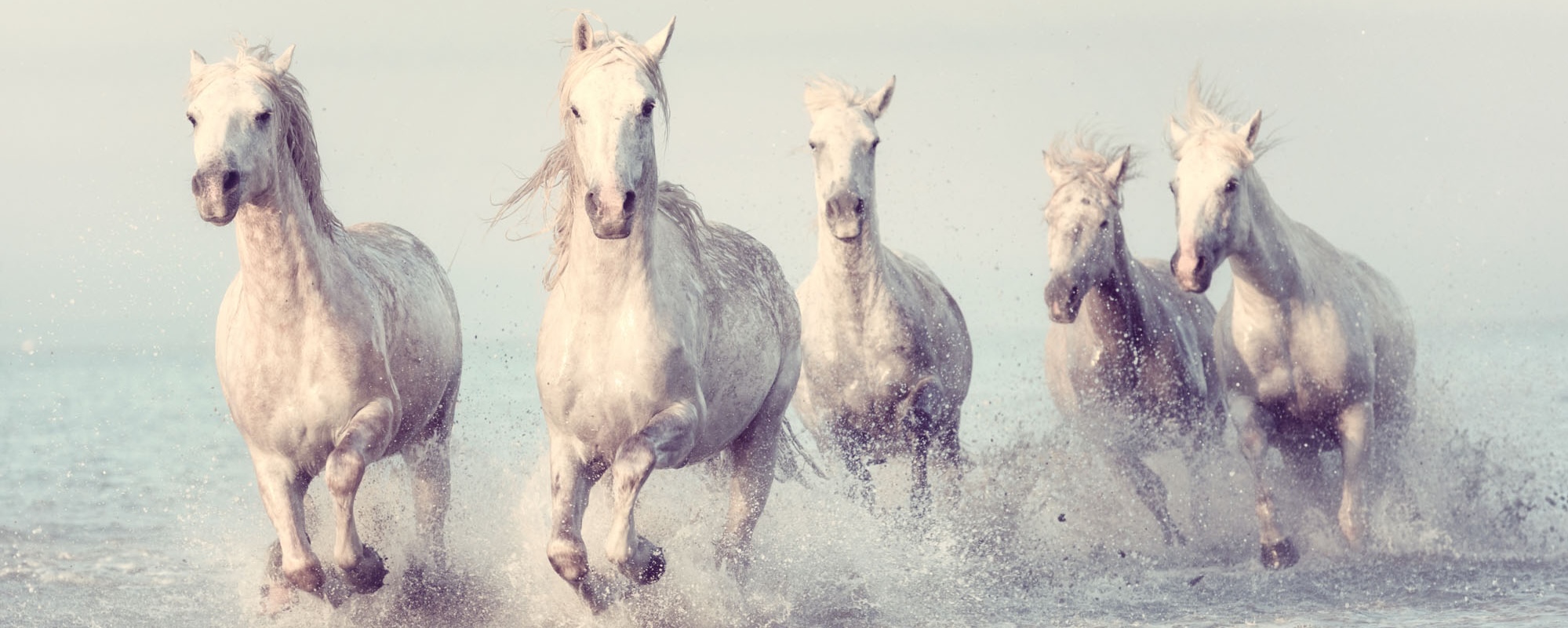Beautiful White Horses Run Gallop In The Water At Soft Sunset Light, Vintage Image, National Park Camargue, Bouches Du Rhone Department, Provence Alpes Cote D'Azur Region, South France