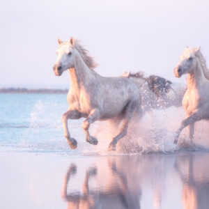 Beautiful White Horses Run Gallop In The Water At Soft Sunset Li