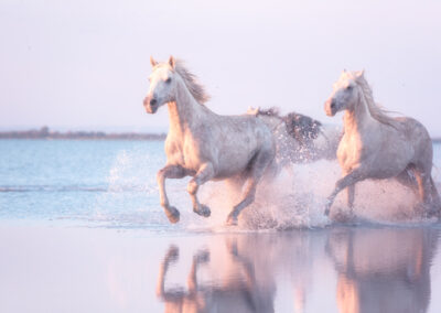 Beautiful White Horses Run Gallop In The Water At Soft Sunset Li