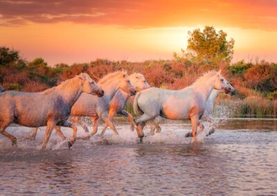 Wild White Horses Of Camargue Running On Water At Sunset. Southe