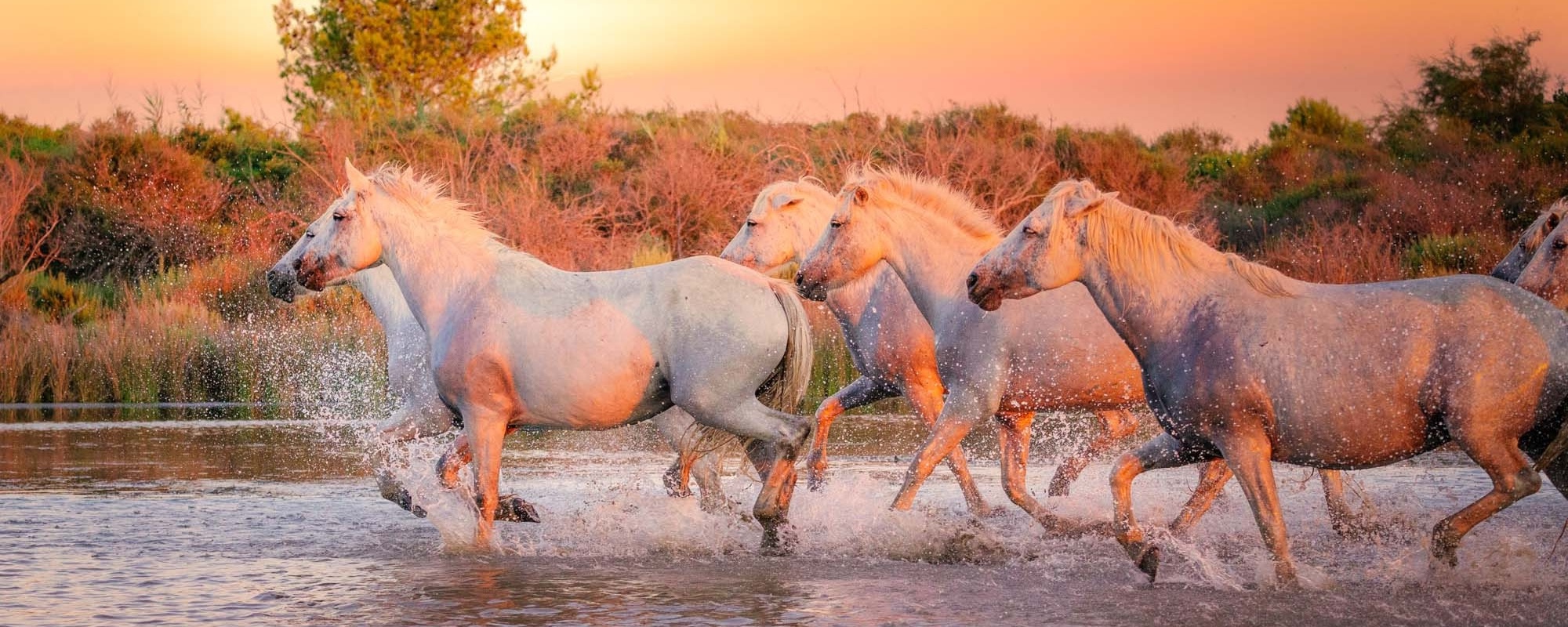 Wild White Horses Of Camargue Running On Water At Sunset. Southern France