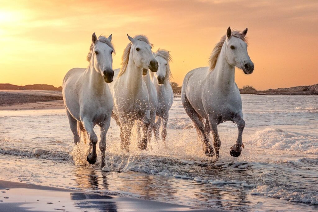 White Horses In Camargue, France.