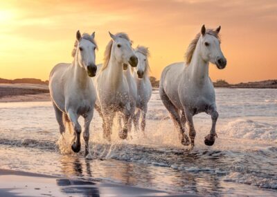 White Horses In Camargue, France.
