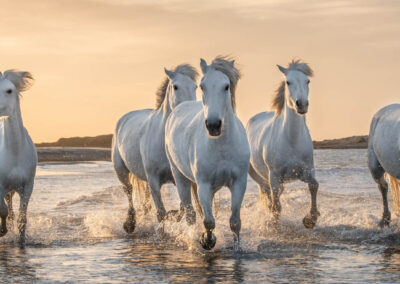 White Horses In Camargue, France.