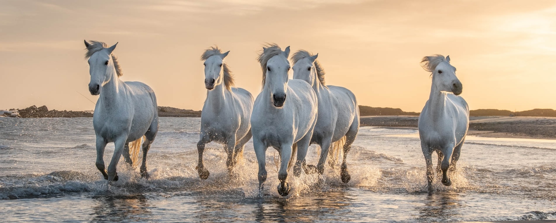 White Horses In Camargue, France.