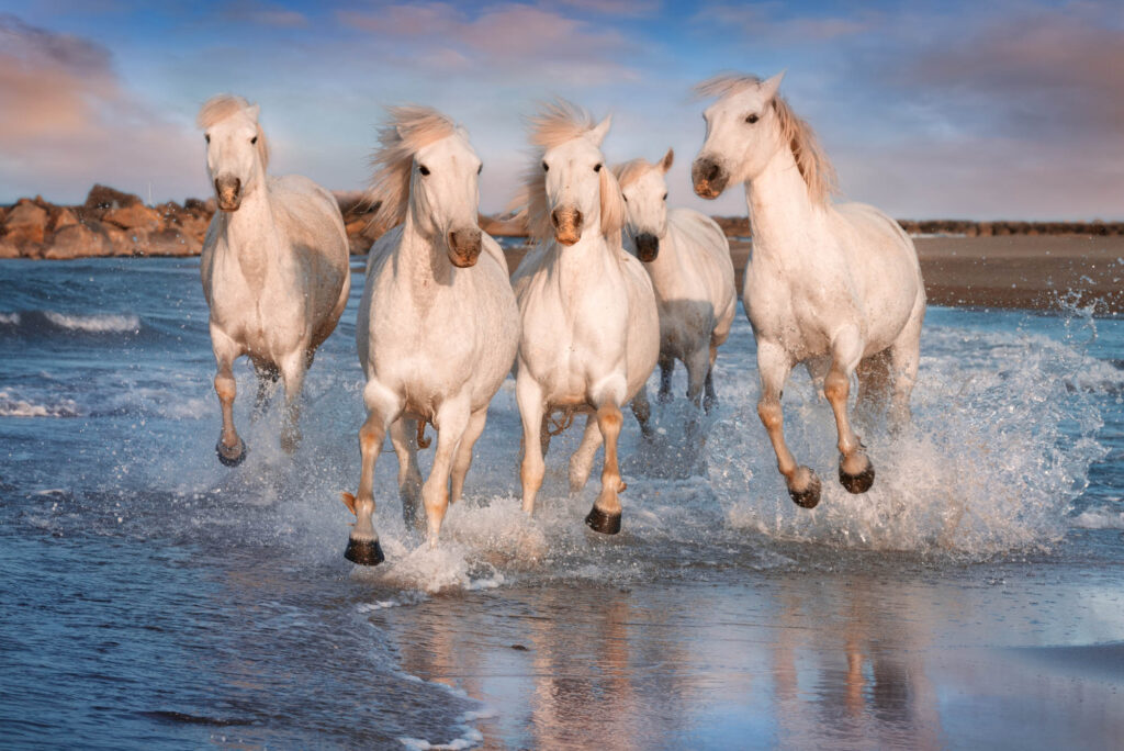 White Horses In Camargue, France.