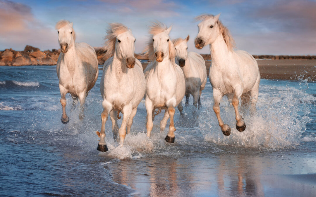 Camargue: Where The Wild Still Runs Free