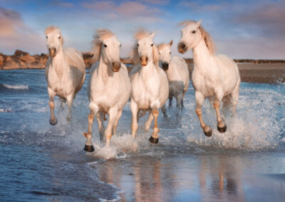 White Horses In Camargue, France.
