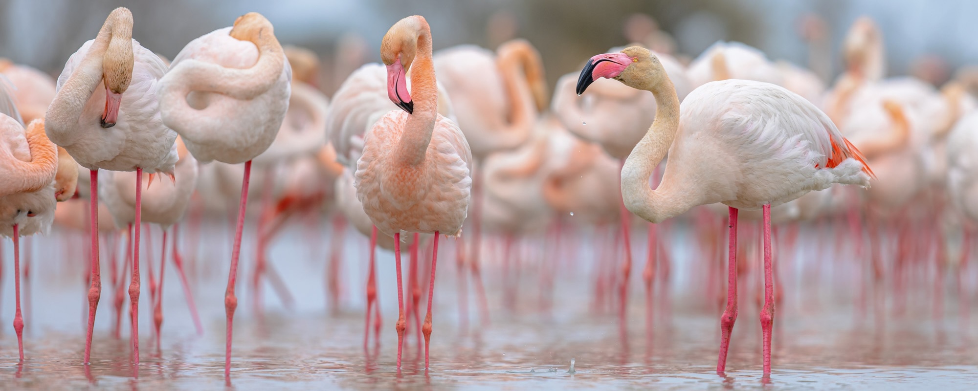 Group Of Greater Flamingo In France