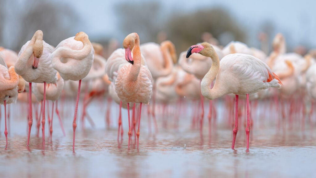 Group Of Greater Flamingo In France