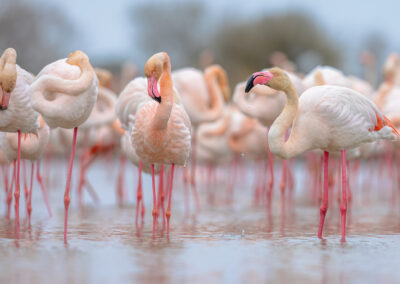 Group Of Greater Flamingo In France