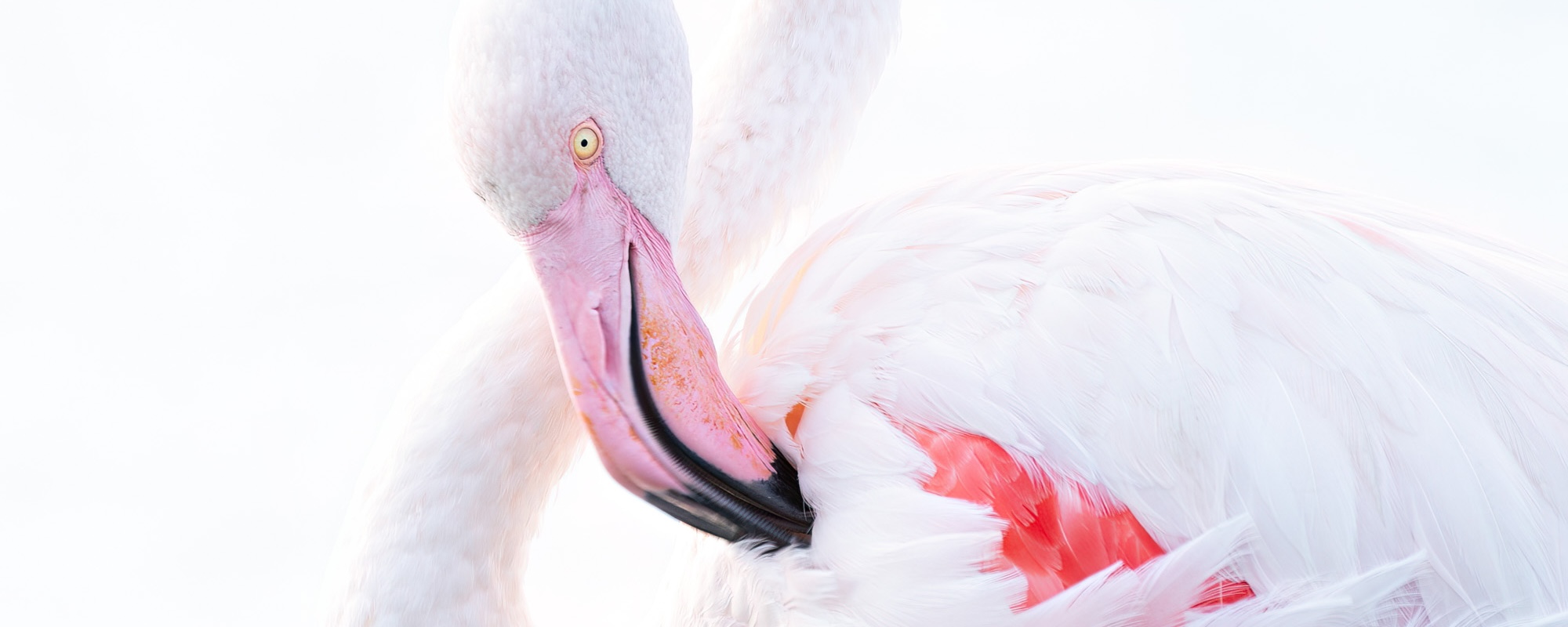 High Key Portrait Of A Flamingo