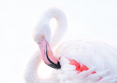 High Key Portrait Of A Flamingo