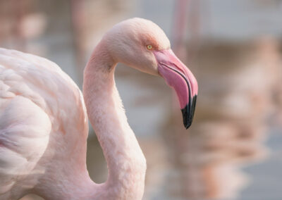 Beautiful Pink Flamingo In The Camargue In France
