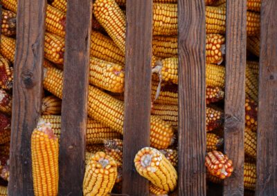 Corn In Romanian Traditional Hambar