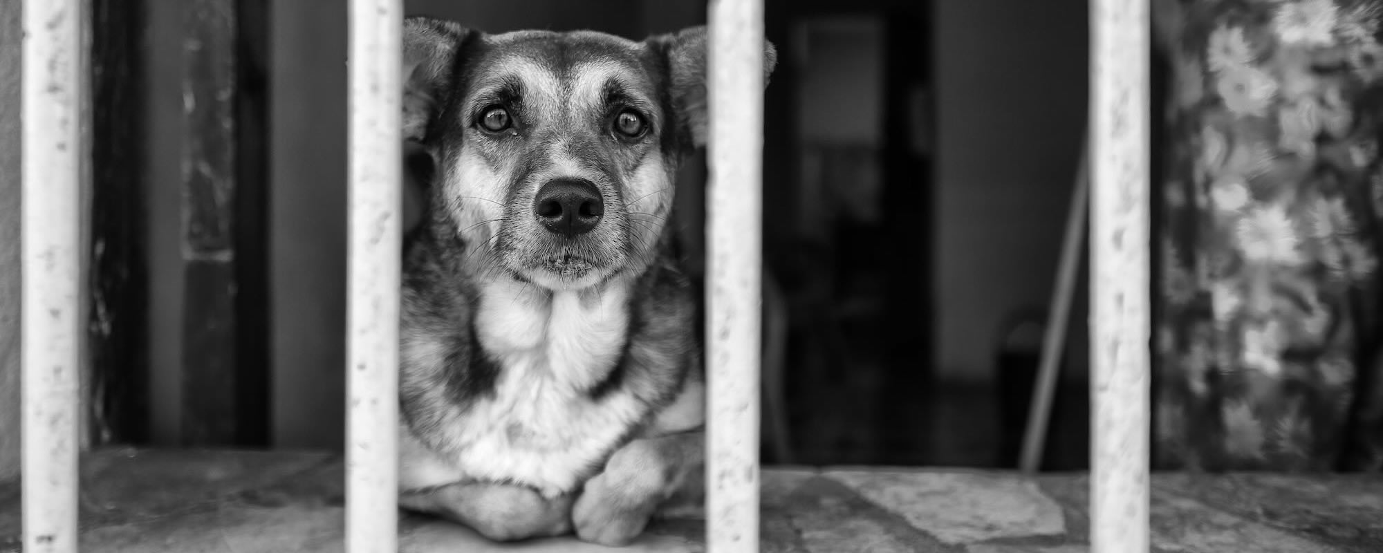 029 GUARD DOG Michael Chinnici Vanishing Cuba Photo Workshop Adventures Pano R