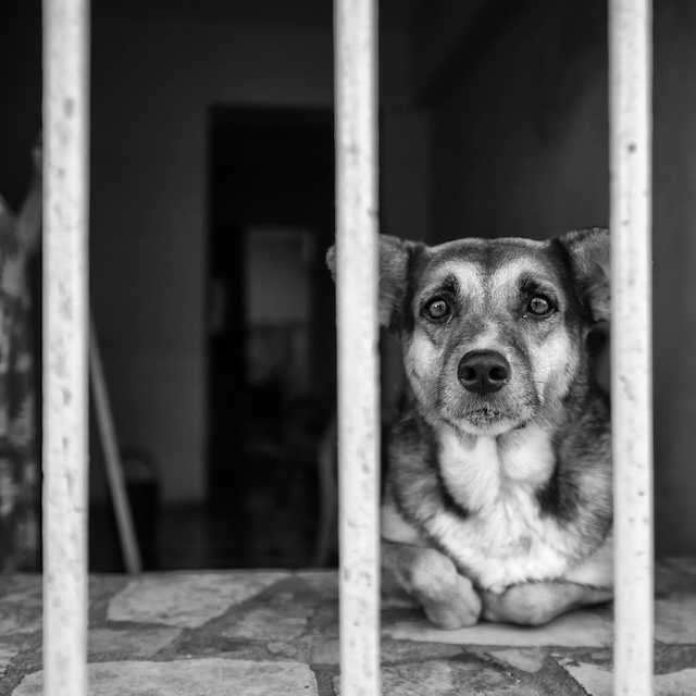 029 GUARD DOG Michael Chinnici Vanishing Cuba Photo Workshop Adventures Square