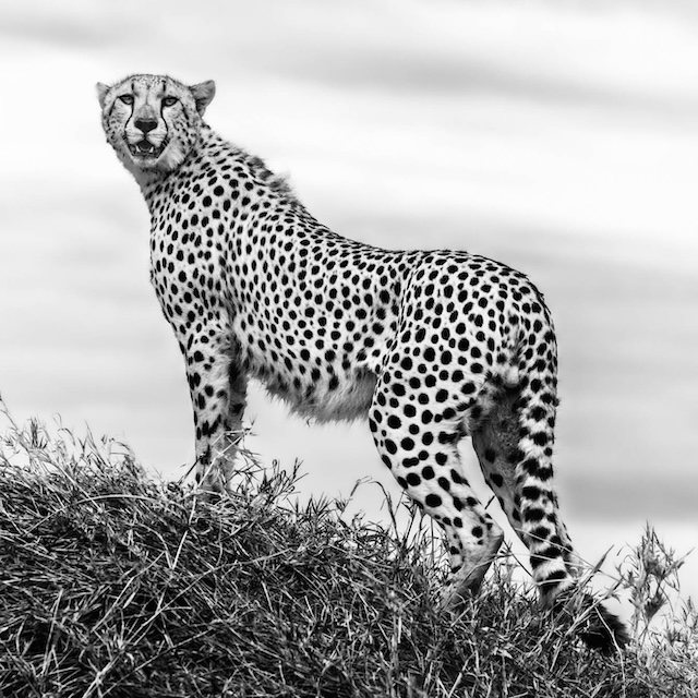 Still, Swift, Serene