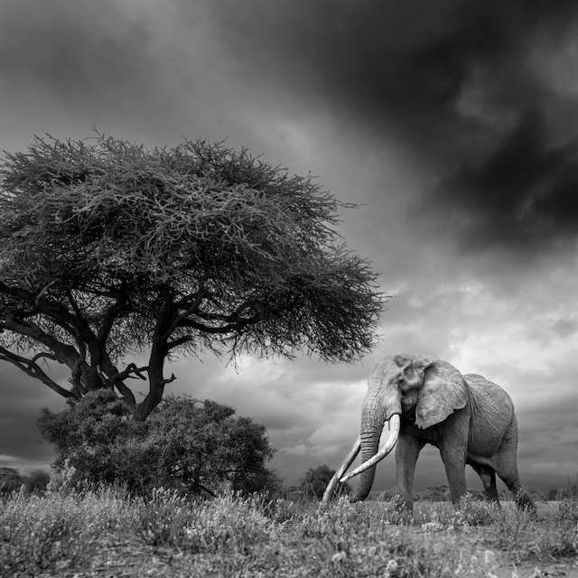 05 Photo Workshop Adventures Tuskers Kenya Johan Siggesson