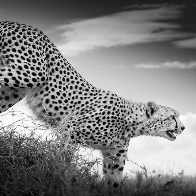 06 Photo Workshop Adventures Big Cats Tanzania Johan Siggesson Pano Sq