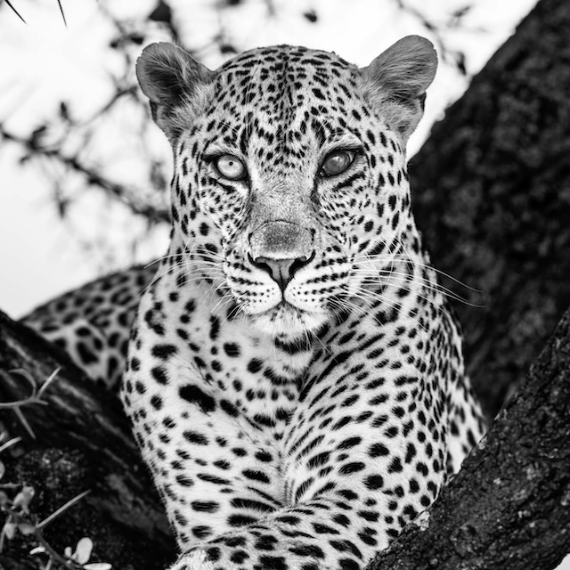 One Eye To See It All