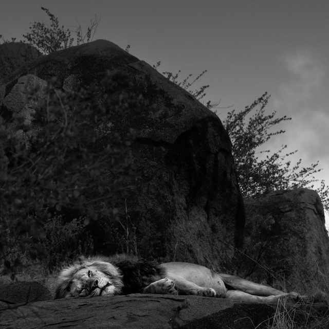 10 Photo Workshop Adventures Big Cats Tanzania Johan Siggesson Pano Sq