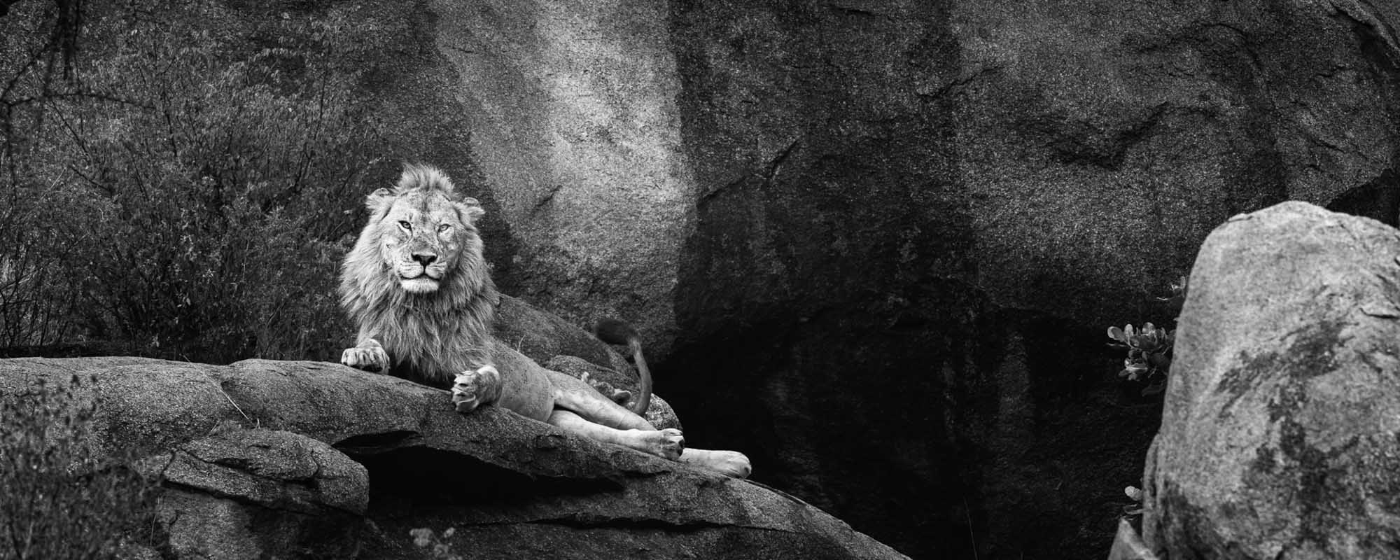 11 Photo Workshop Adventures Big Cats Tanzania Johan Siggesson R