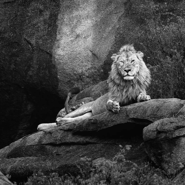 11 Photo Workshop Adventures Big Cats Tanzania Johan Siggesson Pano Sq