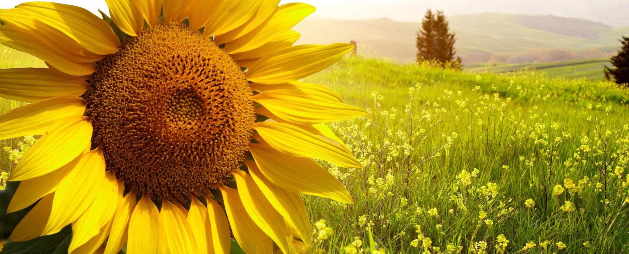 Landscape With Sunflowers In Tuscany, Italy