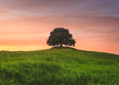 Holm Oak On Top Of The Hill At Sunset. Buonconvento, Province Of