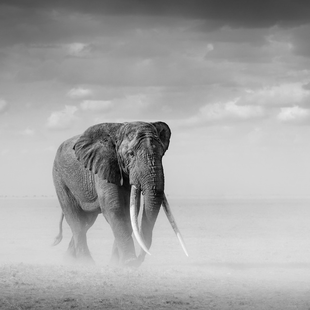 12 Photo Workshop Adventures Tuskers Kenya Johan Siggesson