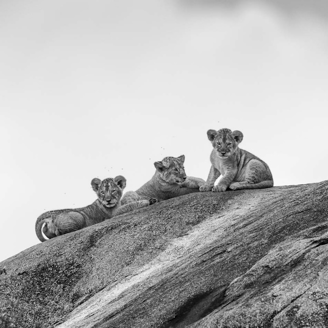 14 Photo Workshop Adventures Big Cats Tanzania Johan Siggesson Pano Sq