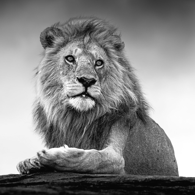 16 Photo Workshop Adventures Big Cats Tanzania Johan Siggesson Pano Sq