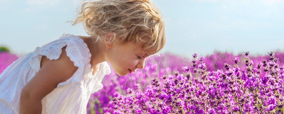 Child In A Lavender Field. Selective Focus.