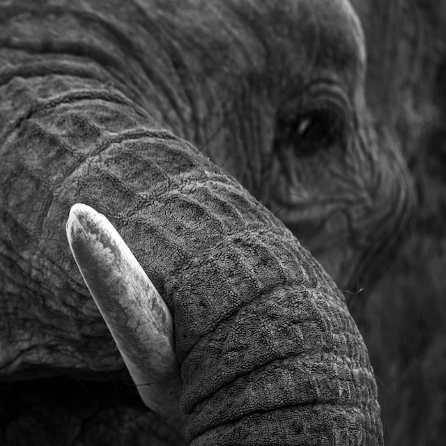 19 Photo Workshop Adventures Tuskers Kenya Johan Siggesson
