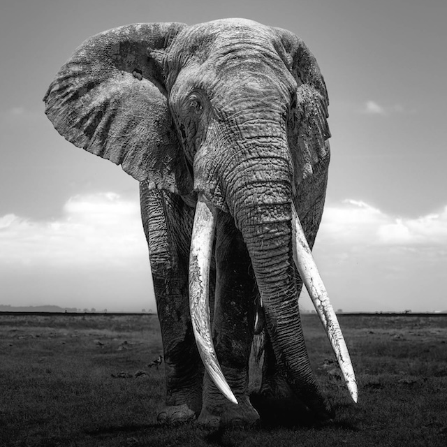 20 Photo Workshop Adventures Tuskers Kenya Johan Siggesson