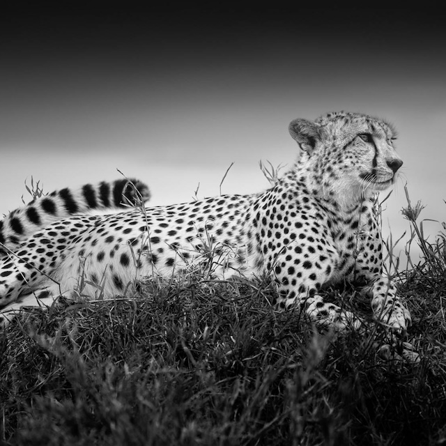 22 Photo Workshop Adventures Big Cats Tanzania Johan Siggesson Pano Sq