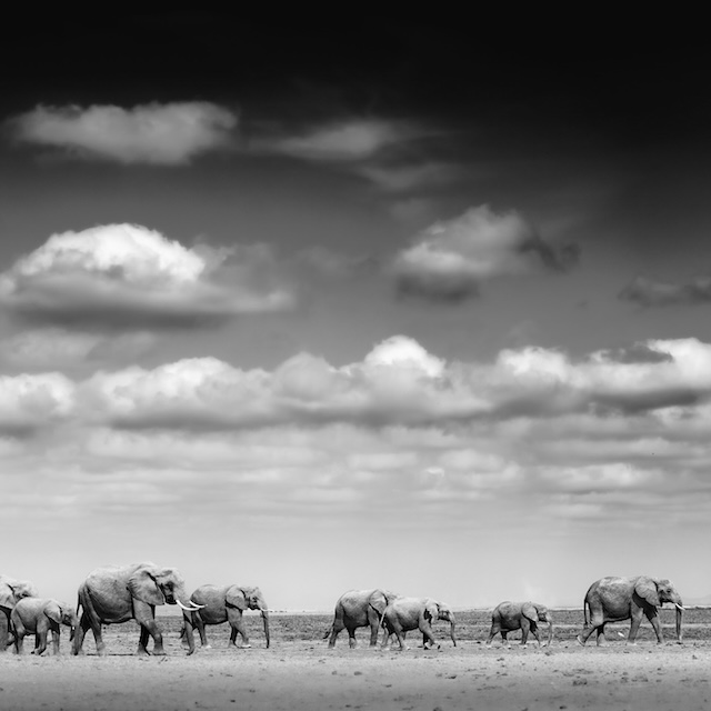Silent Steps On Arid Sands