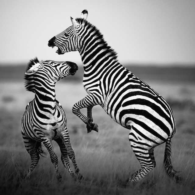 24 Photo Workshop Adventures Tuskers Kenya Johan Siggesson