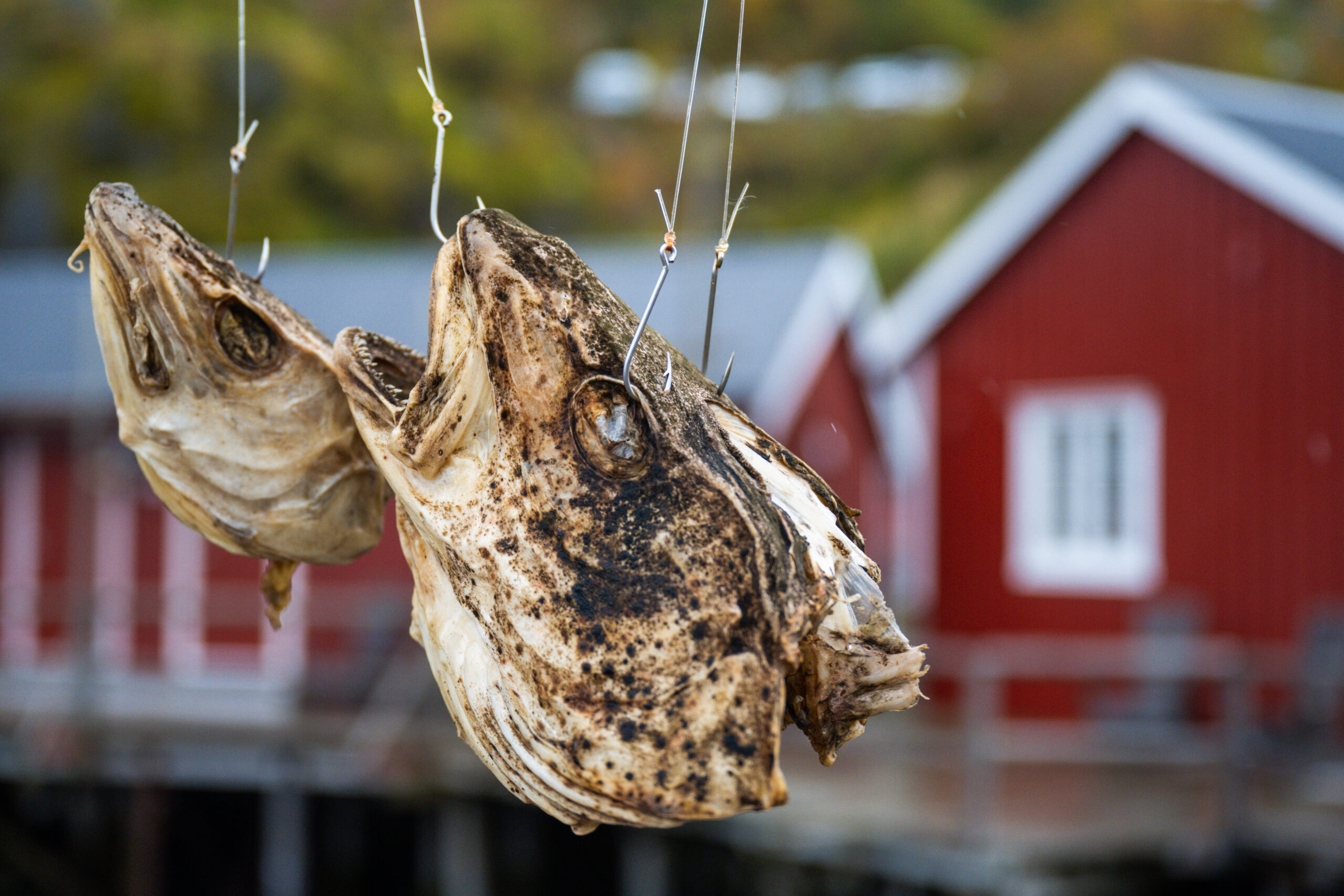 PWA Lofoten 2025 Chase Guttman 46