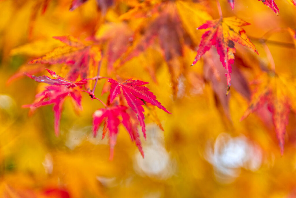 Beautiful Maple Leaves In Autumn Sunny Day Beautiful Maple Leaves In Autumn Sunny Day