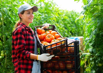 Woman Farmer Compiling Boxes With Ripe Tomatoes In Greenhouse