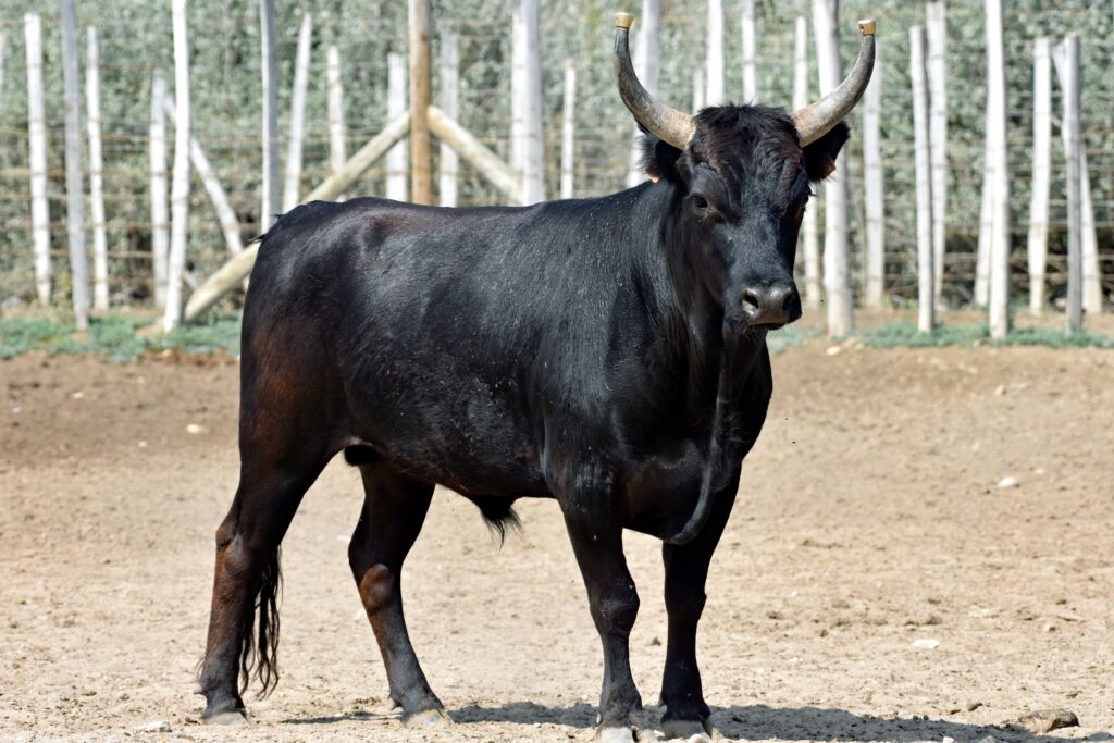 Camargue Bull